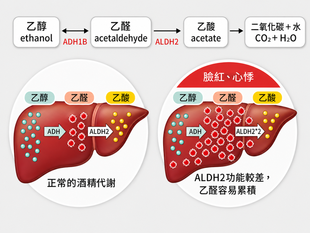 此圖為酒精代謝機制之示意圖，分為上方代謝流程與下方兩個比較圖。

代謝流程為：「乙醇（ethanol）」→「乙醛（acetaldehyde）」→「乙酸（acetate）」→「二氧化碳＋水（CO₂ + H₂O）」。
乙醇與乙醛之間標示酵素 ADH1B，乙醛與乙酸之間標示酵素 ALDH2。

「正常的酒精代謝」：肝臟內顯示乙醇（藍綠色點）經 ADH 轉為乙醛（紅色星狀），再由 ALDH2 轉為乙酸（黃色點），乙醛量較少，轉換順暢。

「ALDH2 功能較差，乙醛容易累積」：肝臟中紅色星狀（乙醛）大量堆積，並在轉換為乙酸的部分使用 ALDH2*2，表示代謝能力下降；「臉紅、心悸」為乙醛累積帶來的不適症狀。

整體圖示用於比較正常與 ALDH2 功能不佳時的酒精代謝差異。